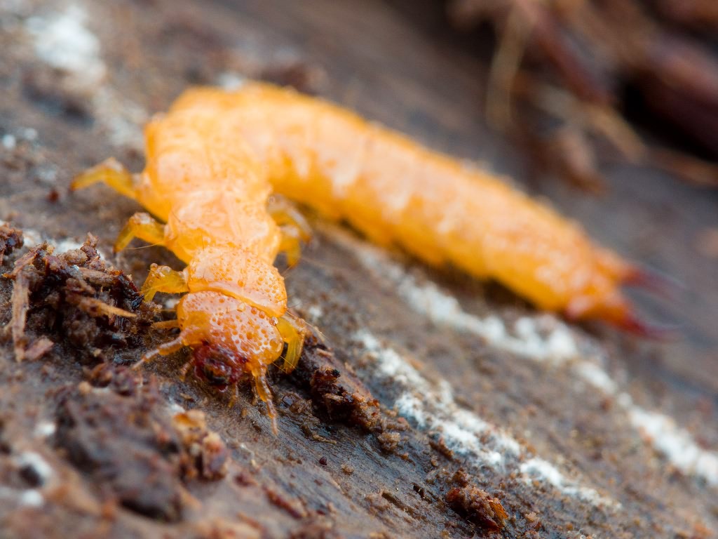 Schizotus pectinicornis (Linnaeus, 1758)